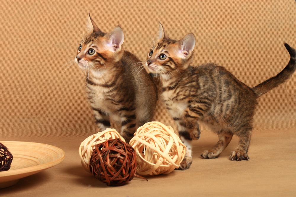 Воспитание тойгера