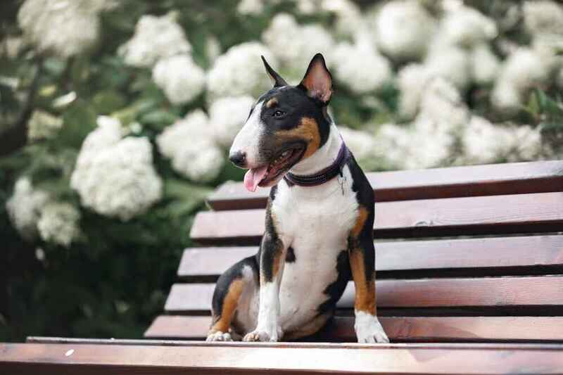 Какова история минибулей?