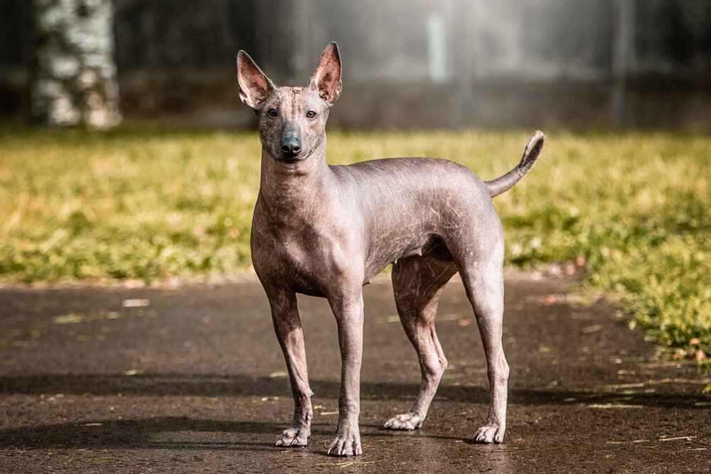 Рацион влияет на то, сколько проживет ксолоитцкуинтли