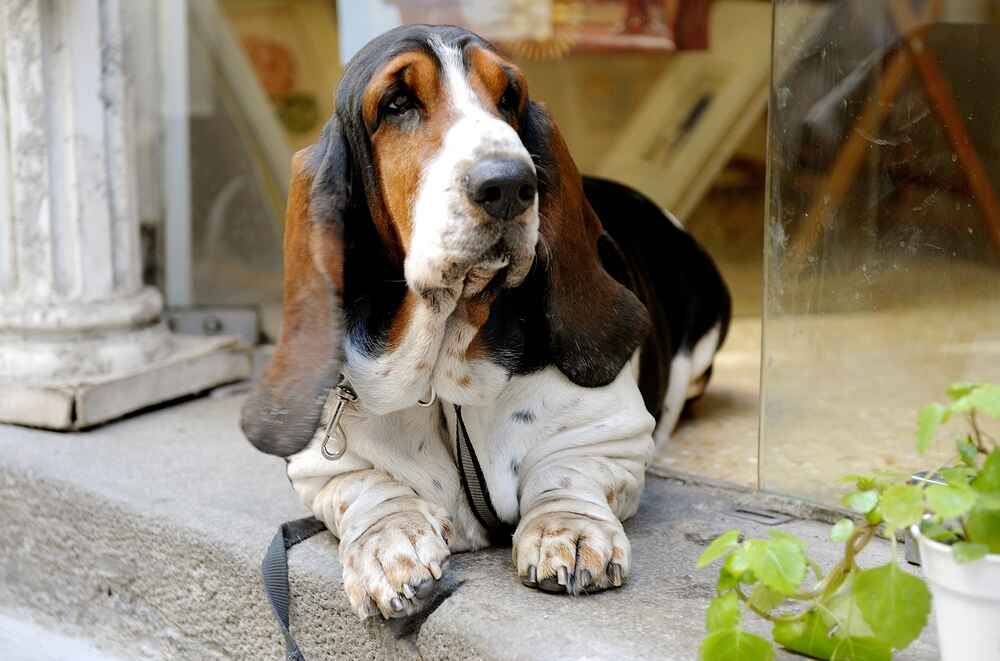 Владельцу полезно знать, сколько этапов взросления проживает бассет-хаунд