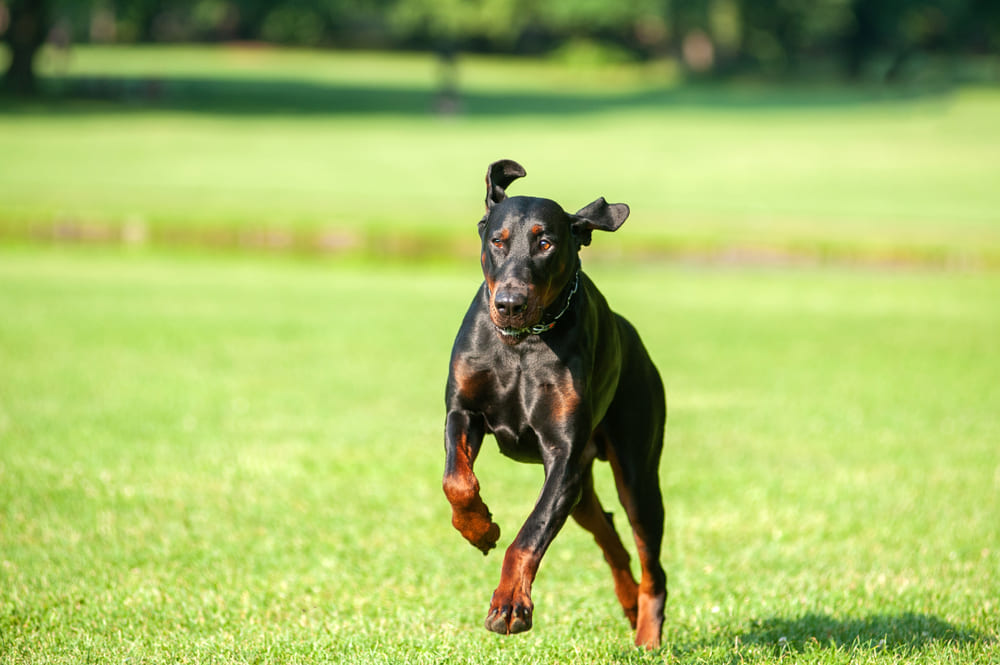 Владельцу важно знать, сколько весит доберман по месяцам