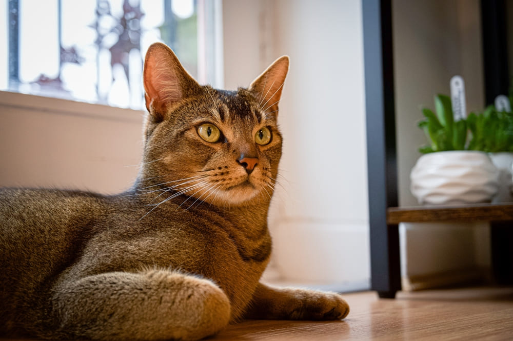 Течка у абиссинской кошки проходит в несколько этапов