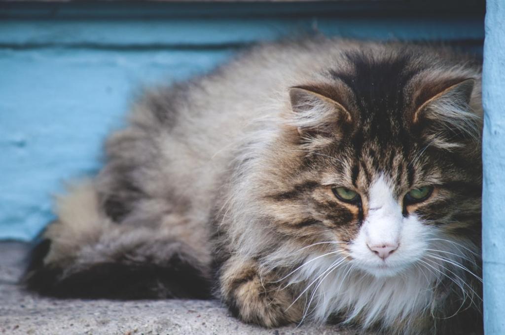 Диета для кошек с болезнями печени