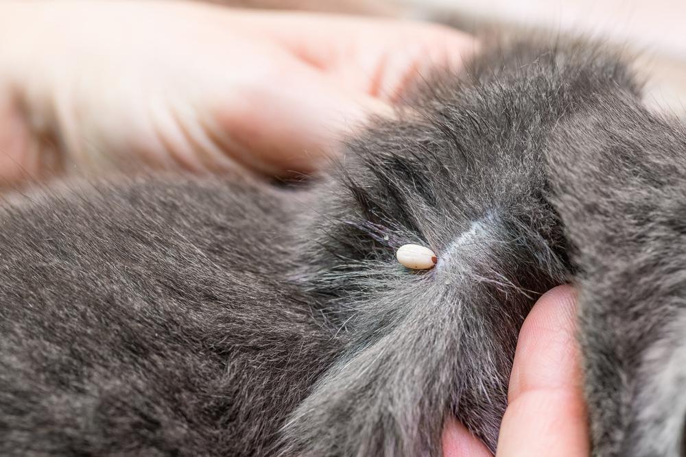 Опасность иксодового клеща для кошки Опасность иксодового клеща для кошки