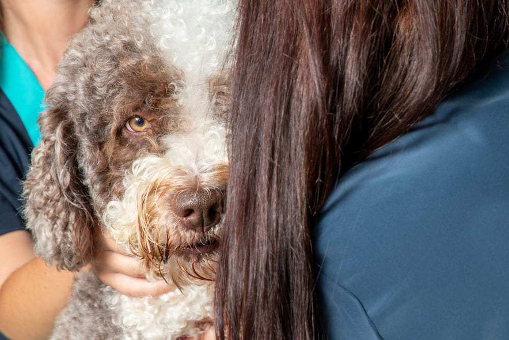 Испанская водяная собака должна знать команды