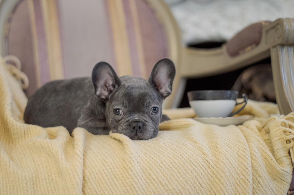 Французский бульдог голубого окраса