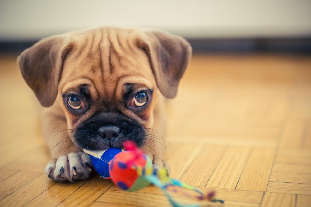 Советы по выбору щенка пагля