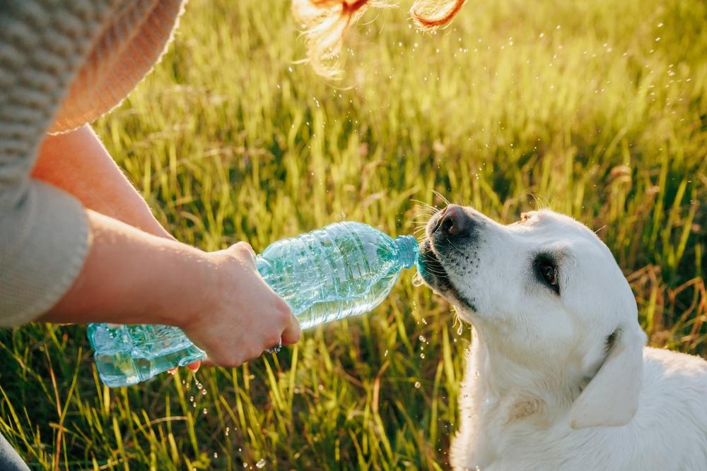 Белый лабрадор пьет воду