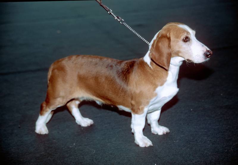 Здоровье и болезни древера