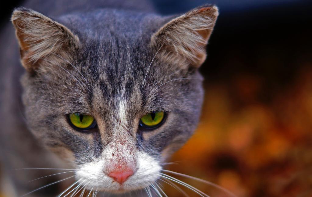 чесоточный клещ у кота чем лечить. Смотреть фото чесоточный клещ у кота чем лечить. Смотреть картинку чесоточный клещ у кота чем лечить. Картинка про чесоточный клещ у кота чем лечить. Фото чесоточный клещ у кота чем лечить