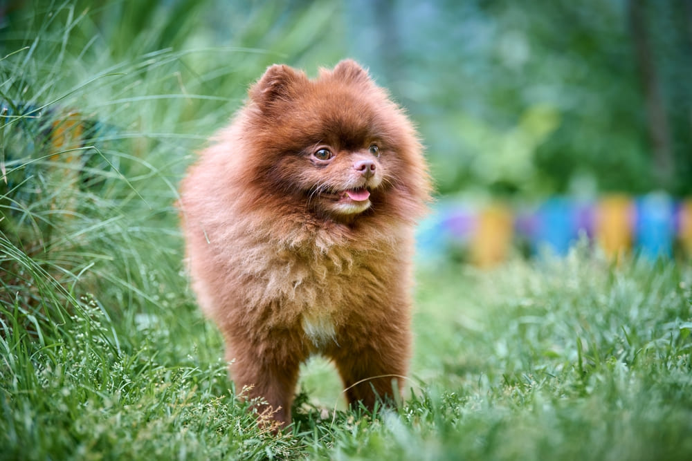 Готовность шпица к вязке определит врач