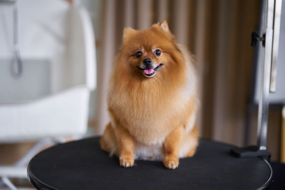 Померанским шпицам допустимо делать стрижку