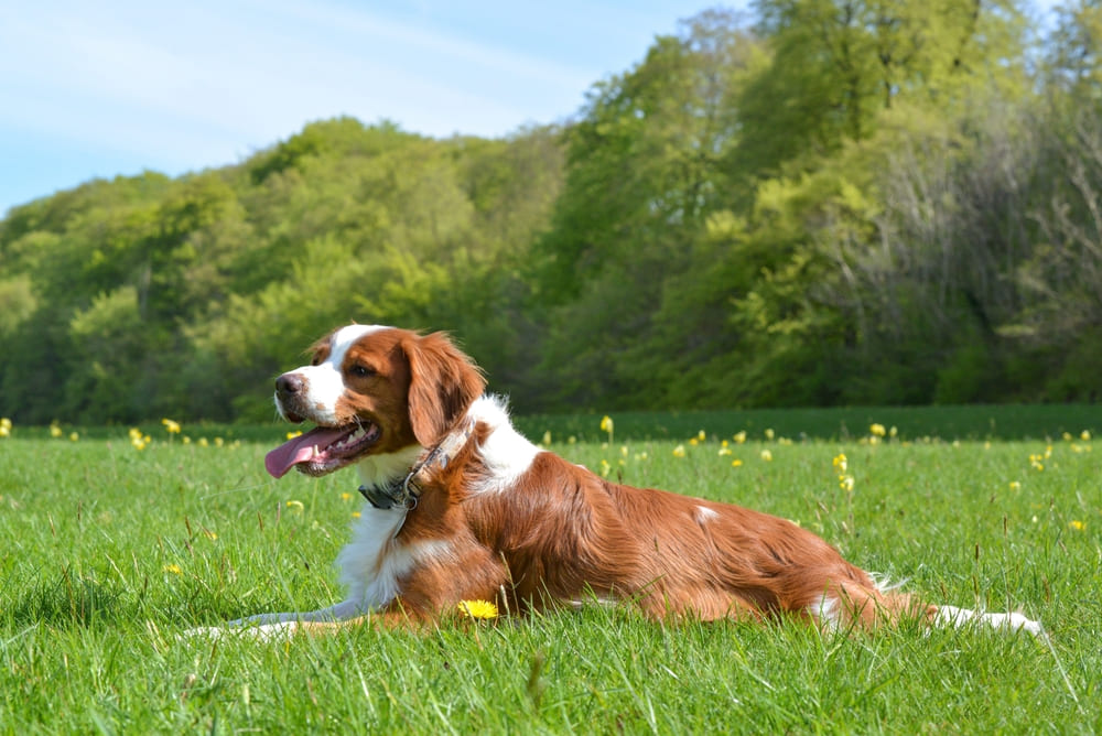 Бретонский эпаньоль отличается общительностью