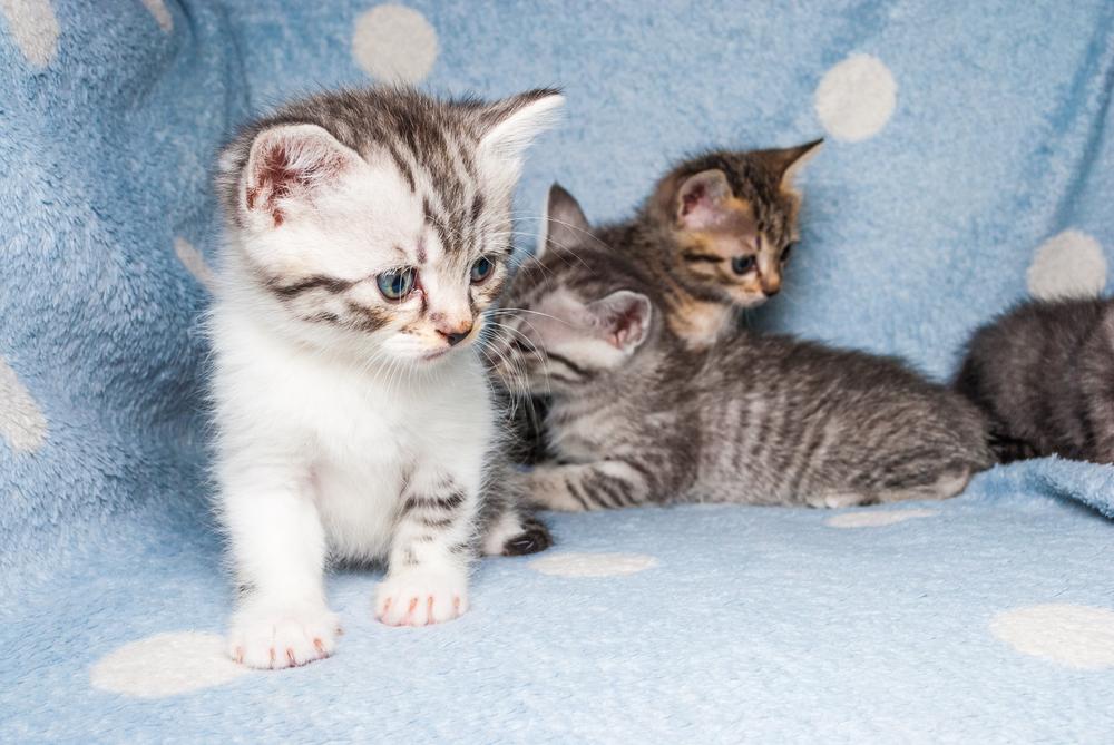 Советы по выбору котенка американской длинношерстной кошки