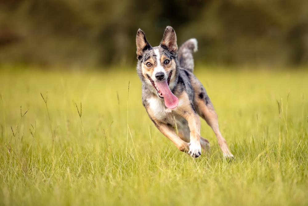 Дрессировка джамен кули