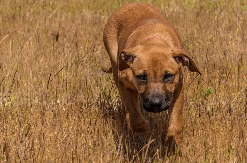 Какие болезни являются для риджбека типичными?