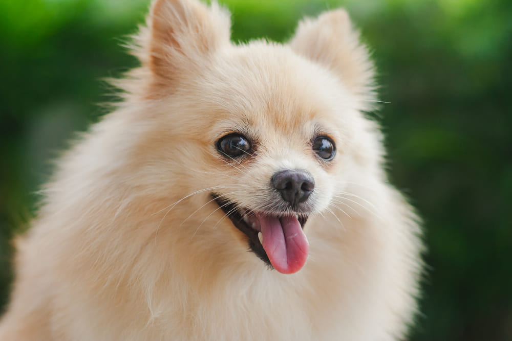 Можно выяснить, сколько весит померанский шпиц по человеческим меркам