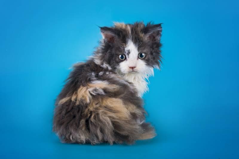 Самые неприхотливые породы кошек для квартиры: селкирк-рекс Самые неприхотливые породы кошек для квартиры: селкирк-рекс