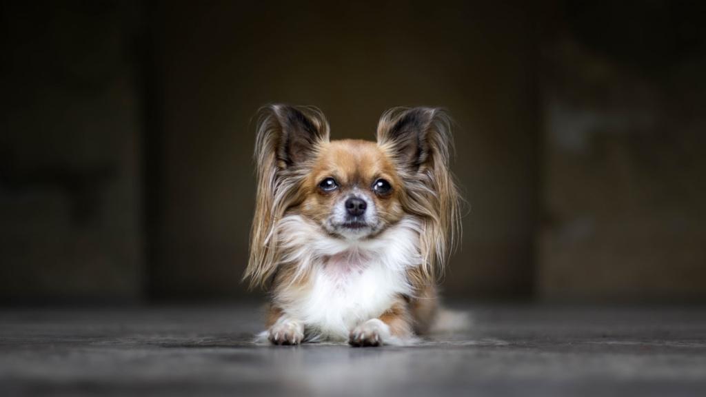 ТОП-30 самых маленьких пород собак: папильон