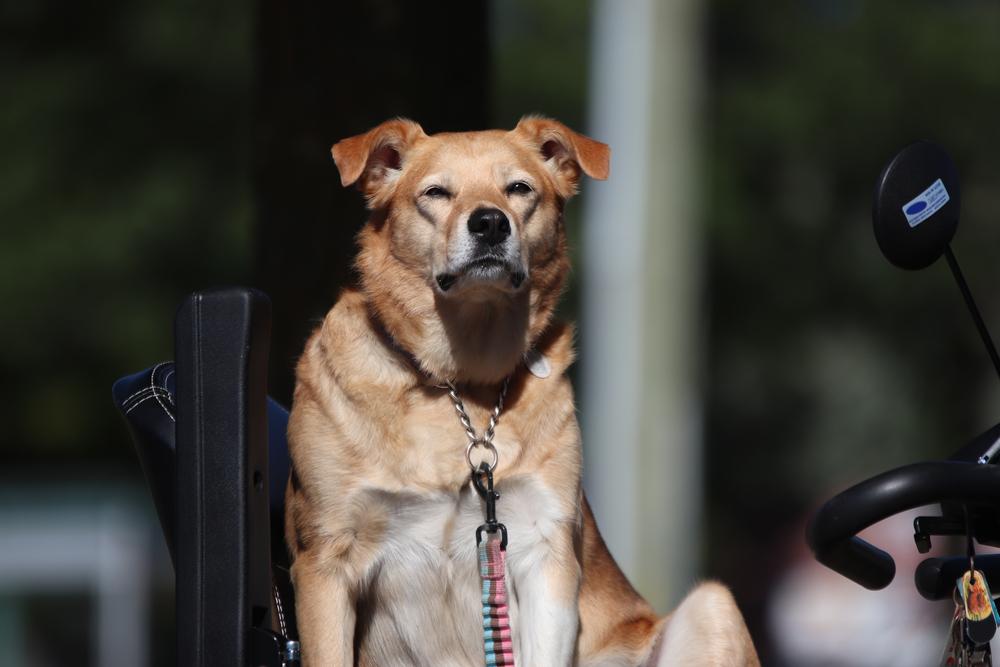 История происхождения чинука