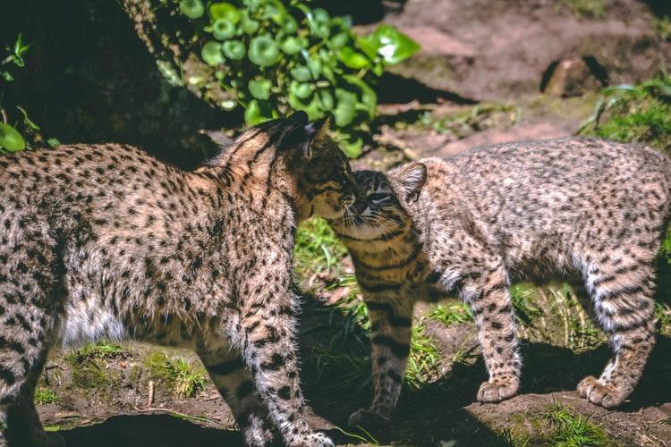 Болезни саванны