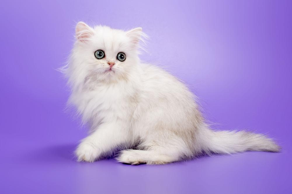 Имена для пушистых котов по окрасу