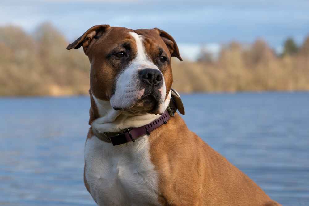 Активность влияет на то, сколько может прожить американский стаффордширский терьер