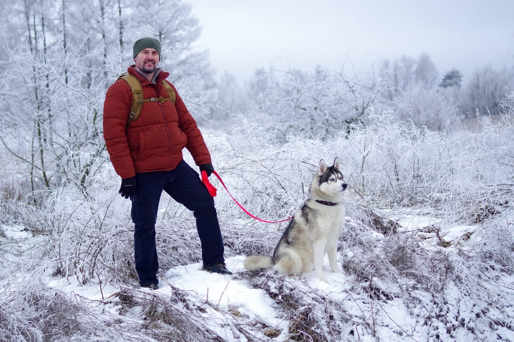 Гигиена влияет на то, сколько может прожить хаски