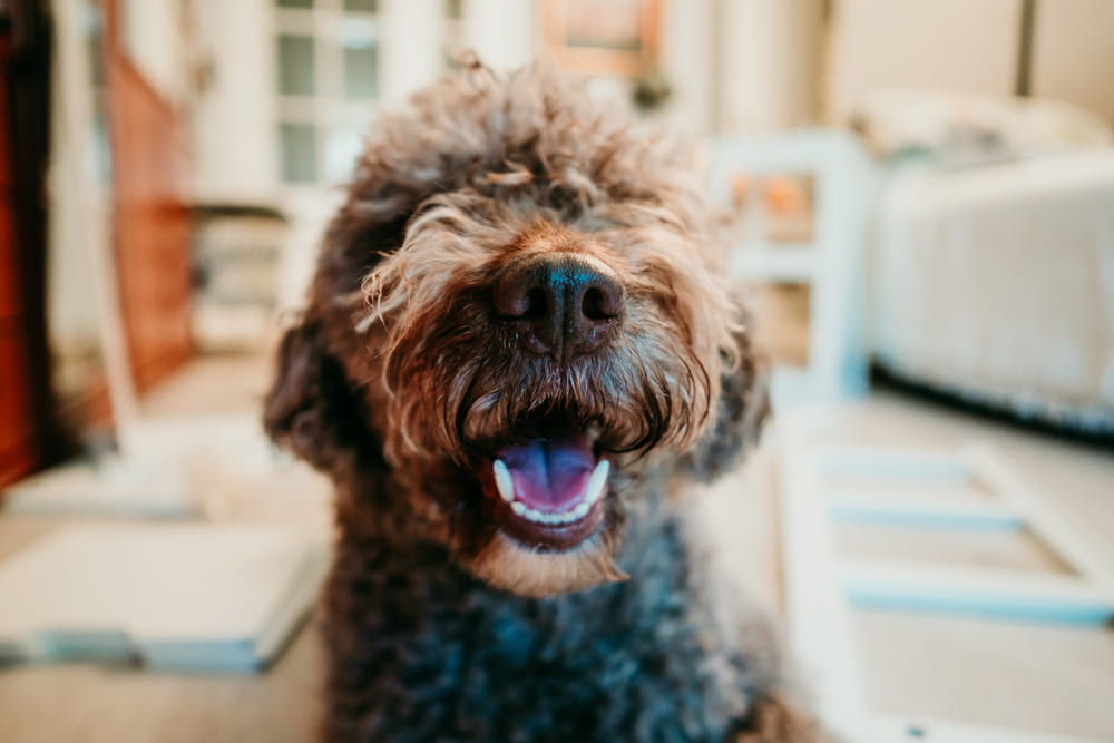 Испанская водяная собака нуждается в обработках от паразитов