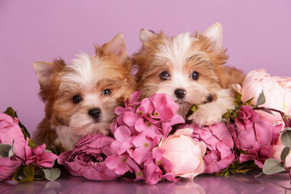 Характер русской салонной собаки