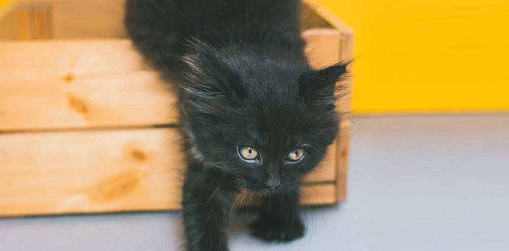 Воспитание йоркской кошки