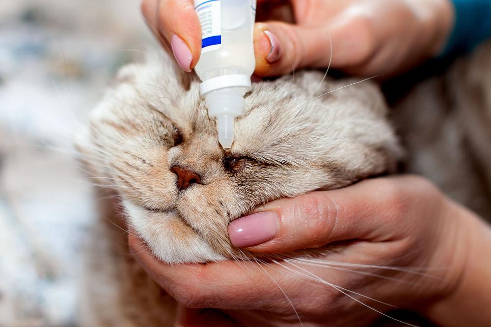 Лечение конъюнктивита у кошек