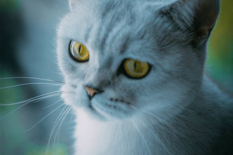 Содержание скоттиш-страйта Содержание скоттиш-страйта