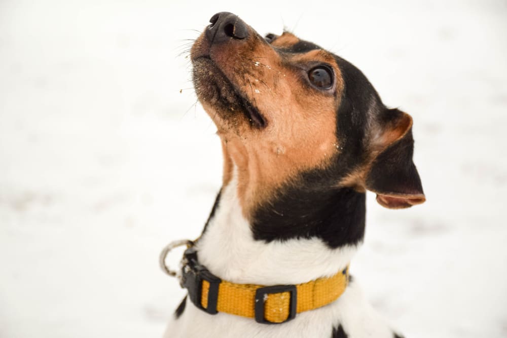 Для бразильского терьера важна социализация