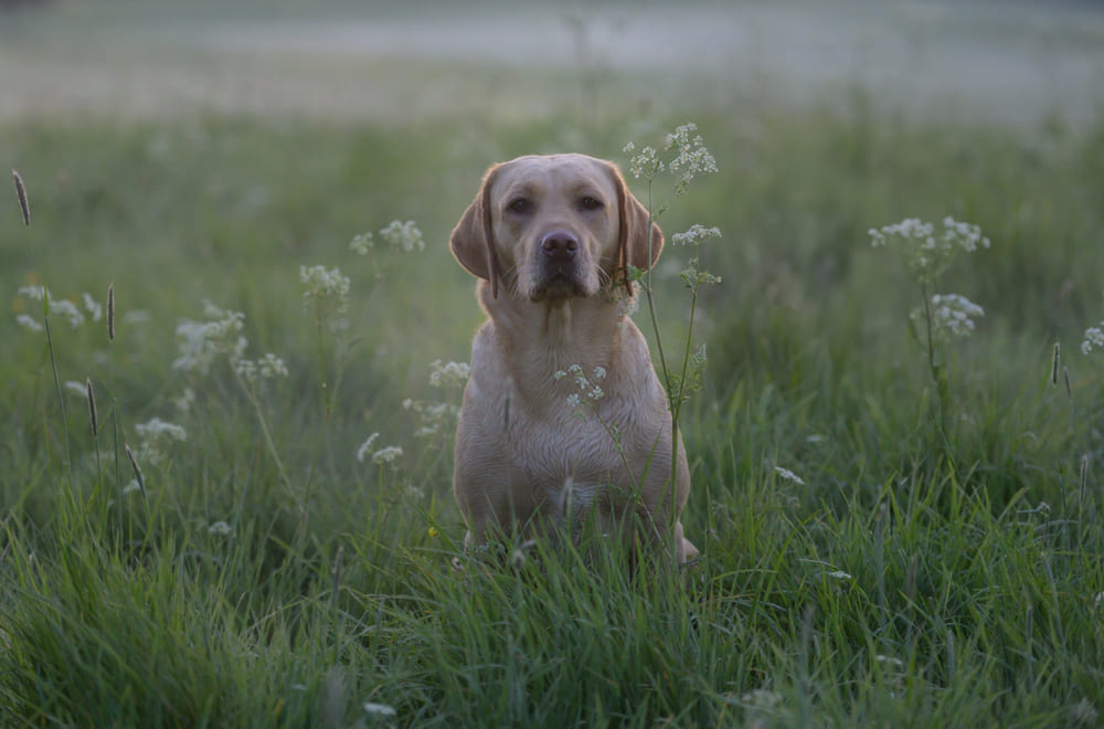 Владельцу важно знать, когда должна начаться течка у лабрадора