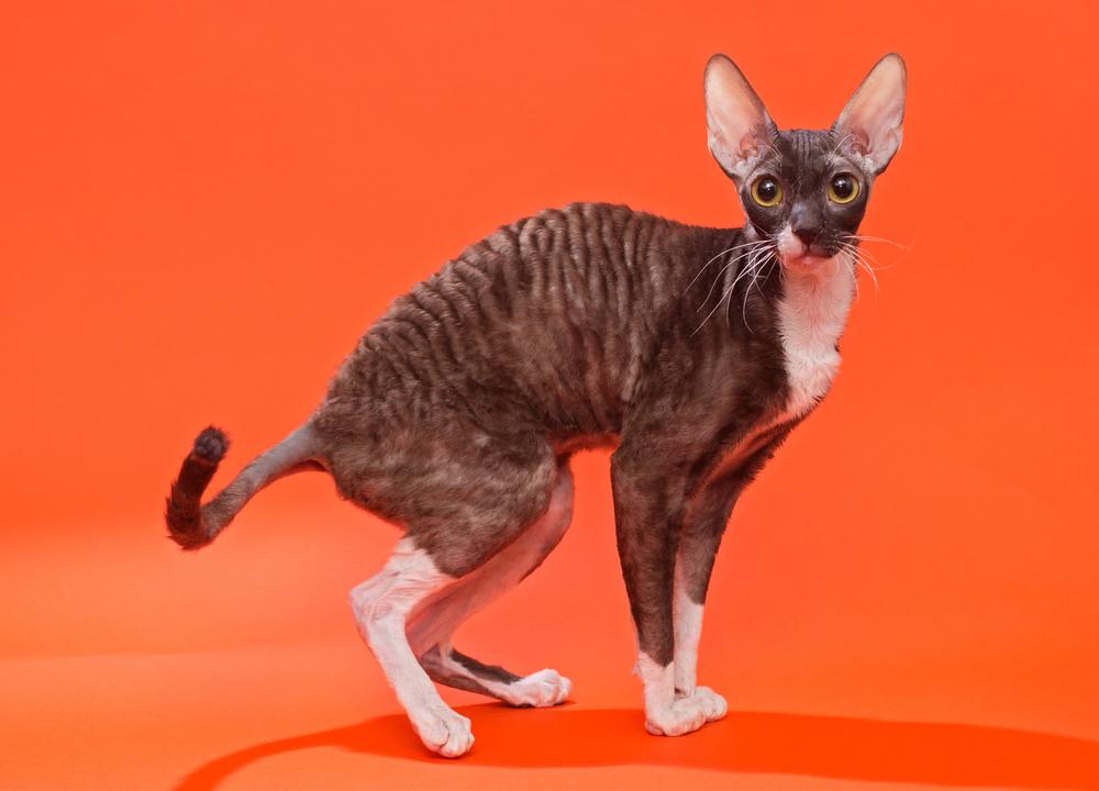 Здоровье корниш-рекса 