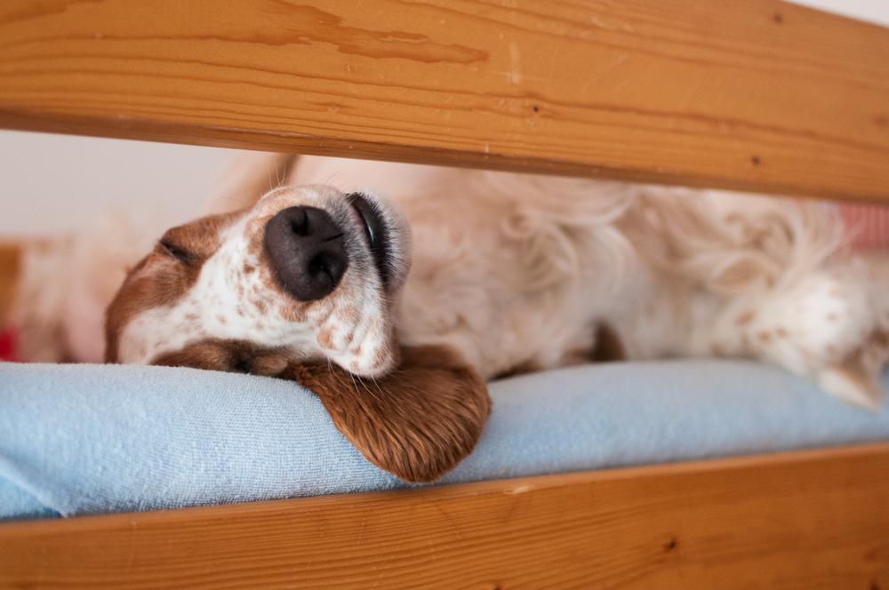 Болезни вельш-спрингер-спаниеля