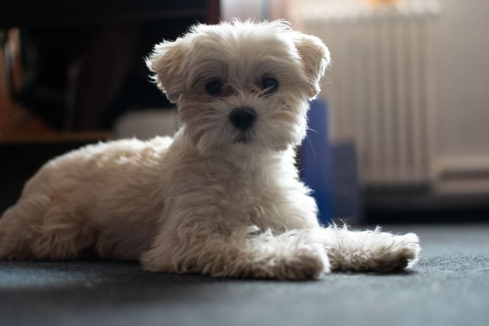 Важно следить, сколько весит мальтийская болонка
