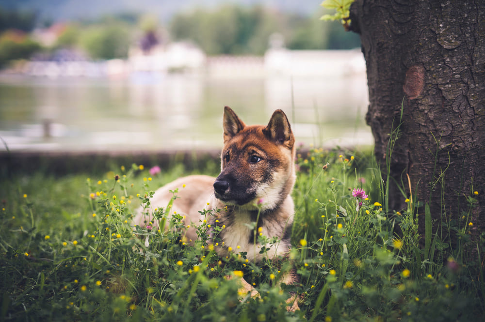Сикоку нужны гигиенические процедуры