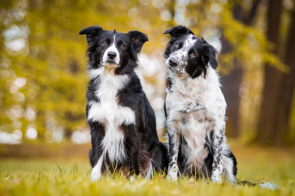 Каковы отличия в происхождении колли и бордер-колли?