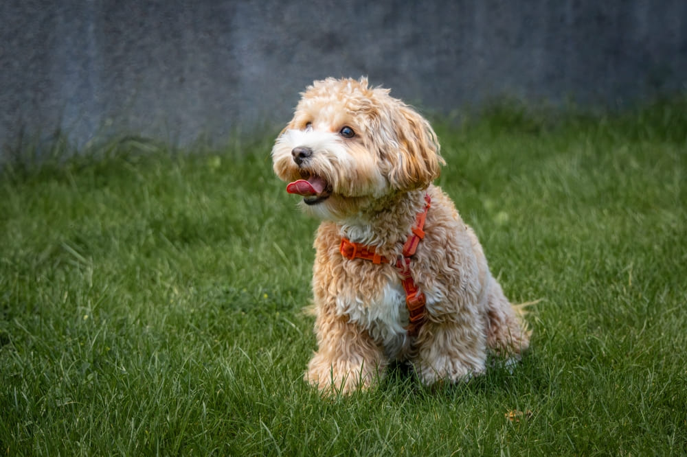 Тестирование на болезни обязательно для мальтипу, участвующих в разведении
