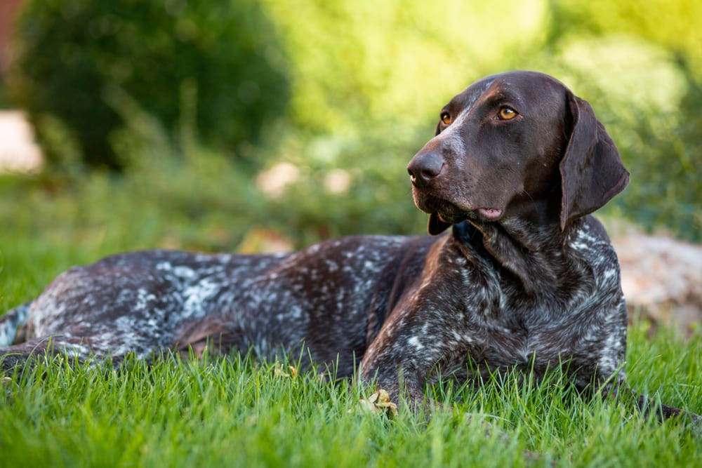 Сколько весит курцхаар?