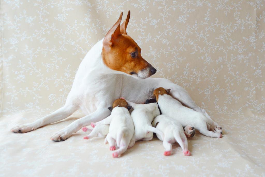 Репродуктивное здоровье той-фокстерьера