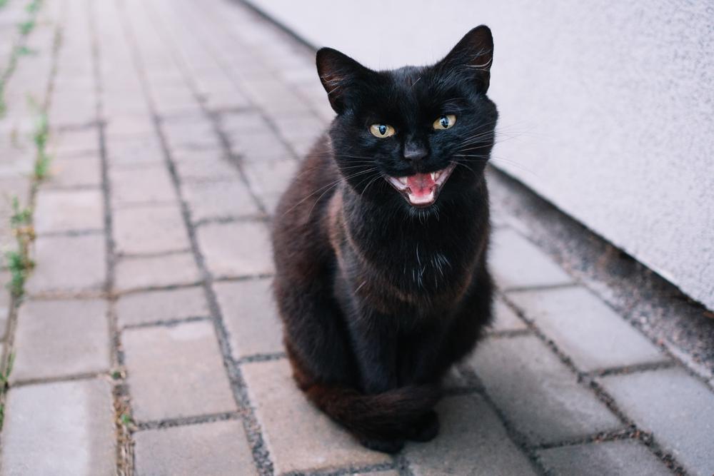Причины икоты у кошек Причины икоты у кошек