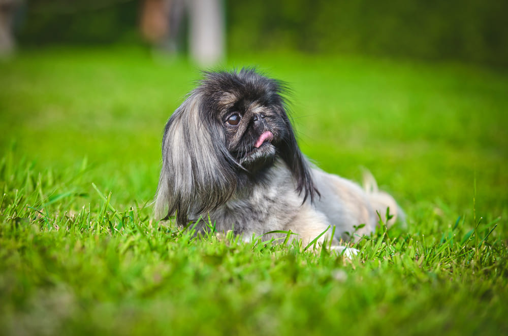 У пекинесов встречаются болезни сердца
