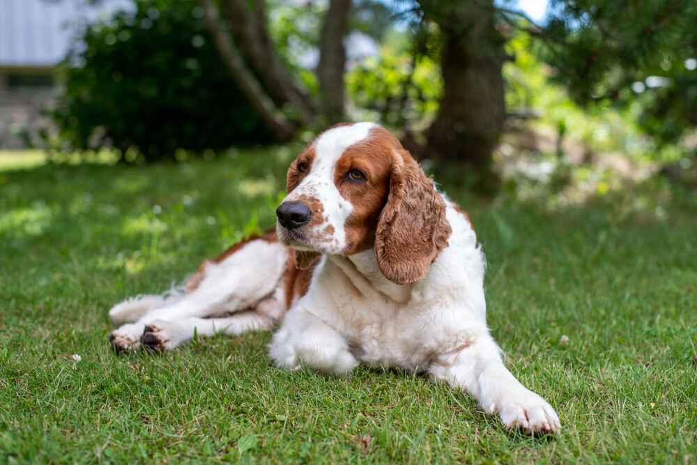 Какой характер у английского спрингер-спаниеля?
