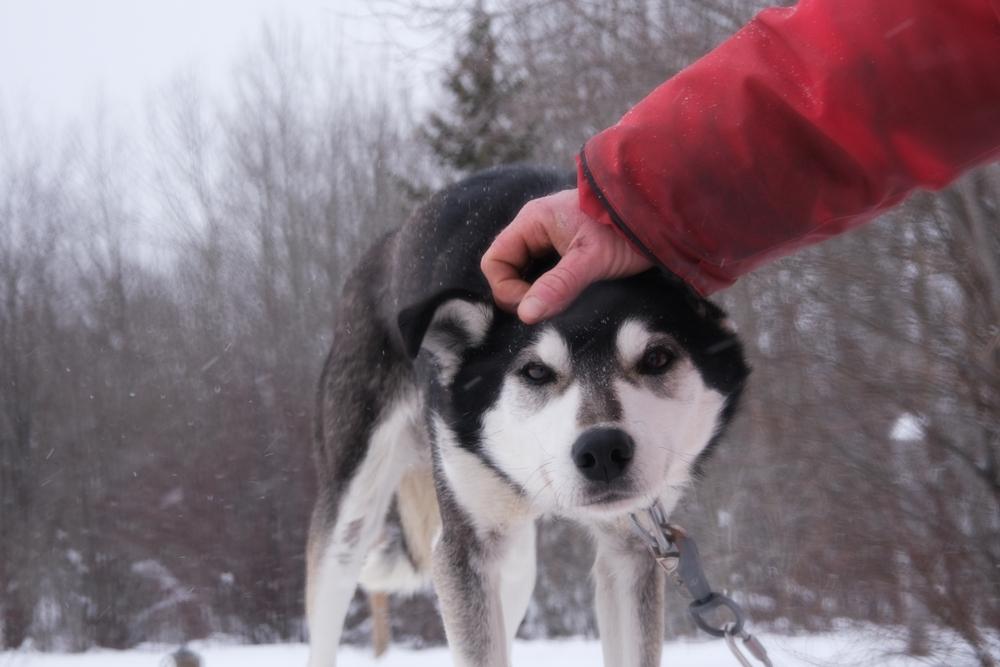 Здоровье и болезни аляскинского хаски