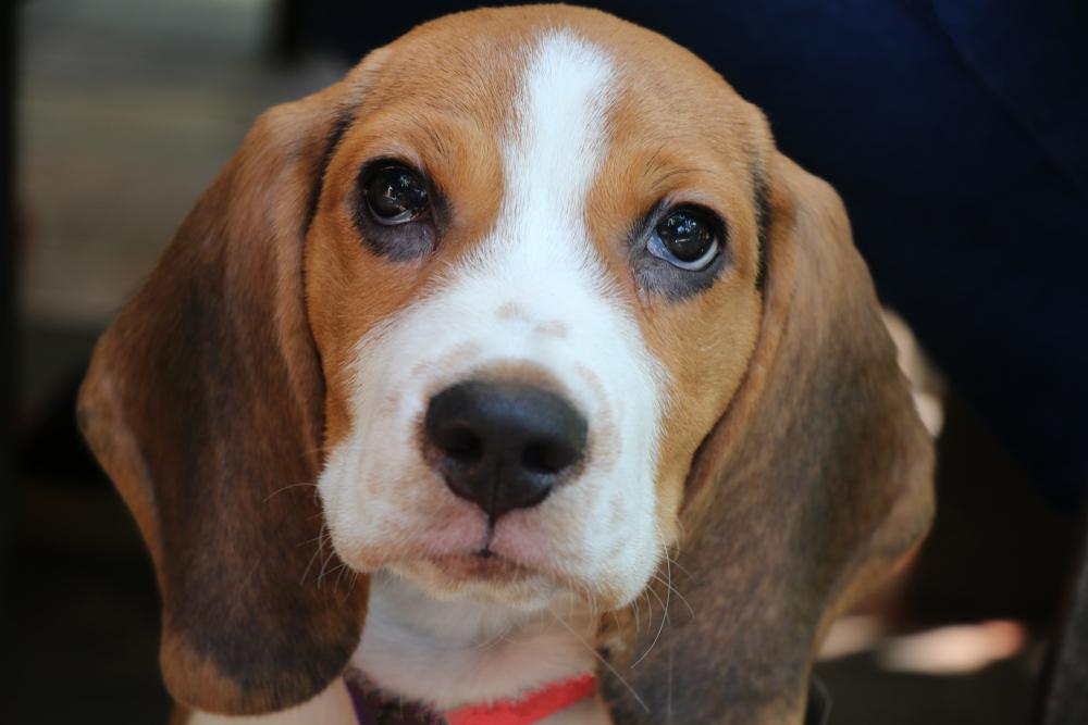 Бигль – это гипоаллергенная порода собак или нет?