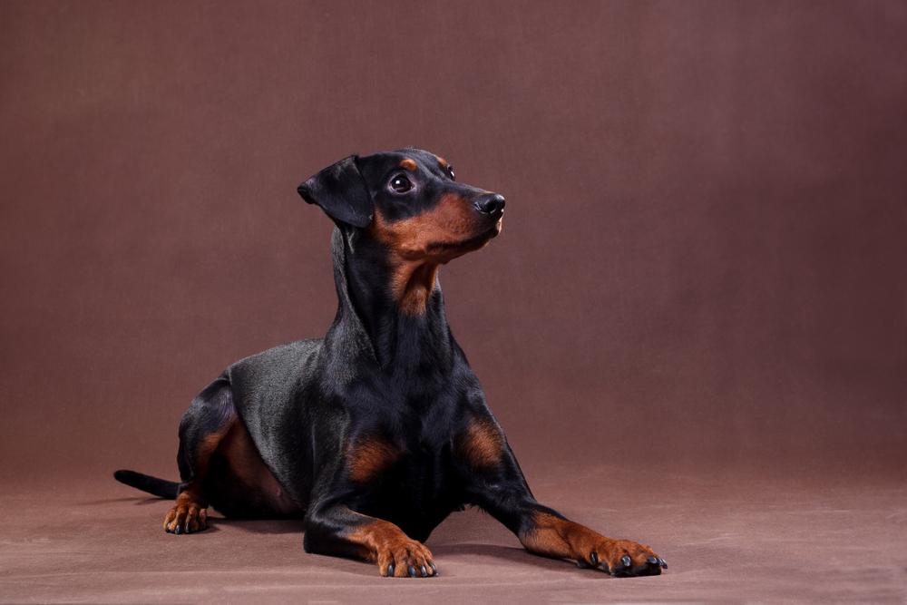 темперамент немецкого пинчера