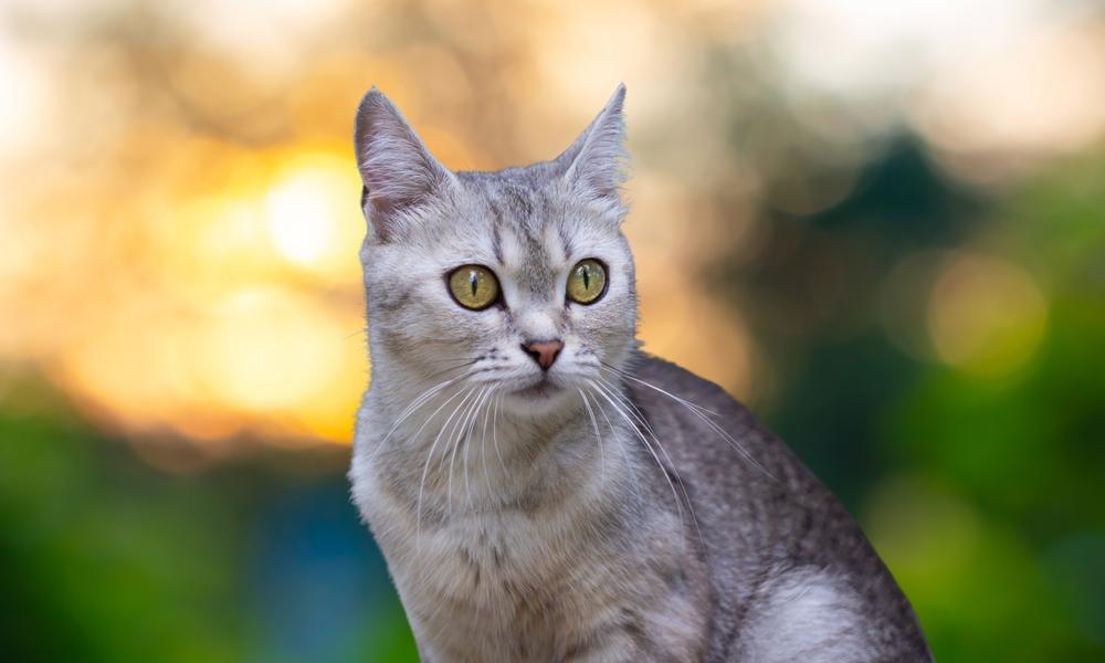 Породы кошек с желтыми глазами: бурмилла Породы кошек с желтыми глазами: бурмилла